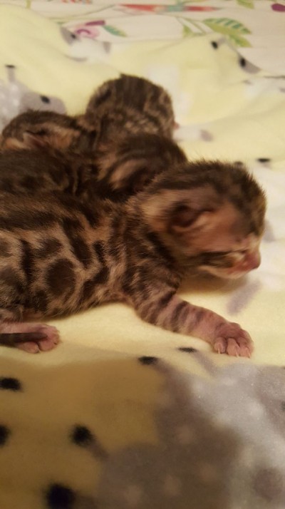 Kittens week and a half old eyes just starting to open