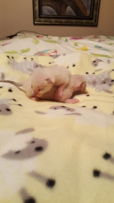 Snow bengal week and a half old eyes just starting to open