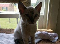 Snow BENGAL Baby