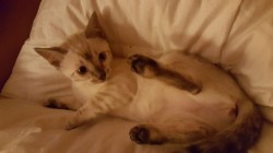 Kittens1 1/2 weeks