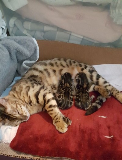 Kittens1 1/2 weeks