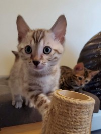 BENGALS playing