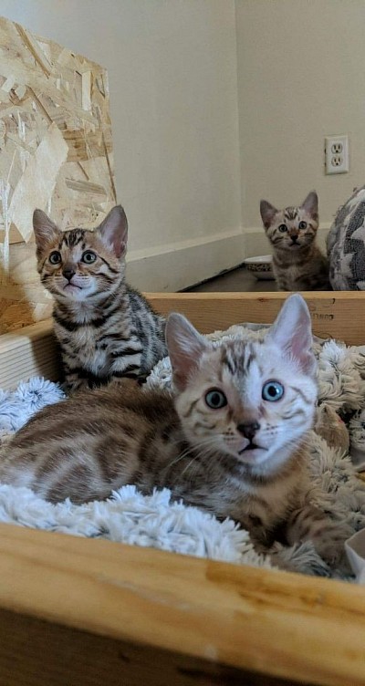 TIGGER MALE BENGAL