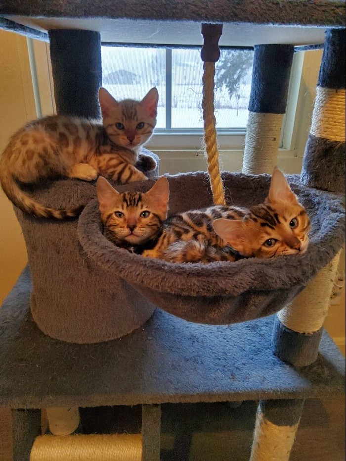 Three OMIGOS
