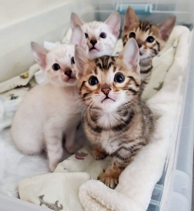 Our Kitten Family