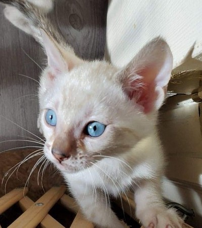 Baby snow bengal