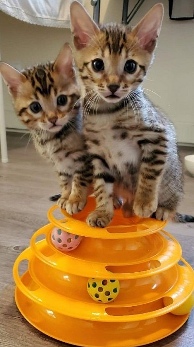 KITTENS  HAVING SOME FUN TIME