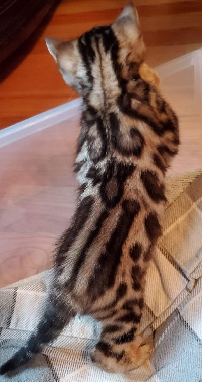 Baby oliver