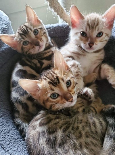 Three omigos