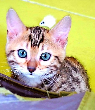 PIKACHUS  KITTEN