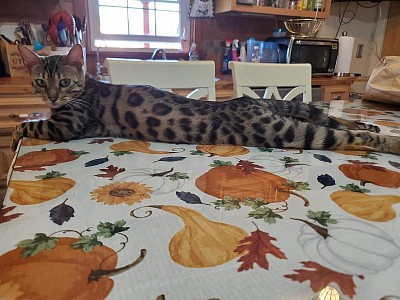 MATILDA STRECHING ON THE TABLE HER FAVORITE  SPOT