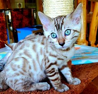 Katies kitten