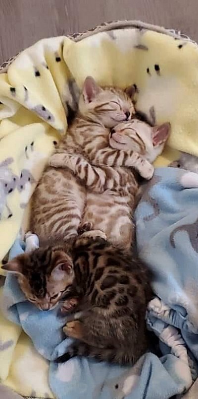 6 weeks old