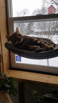 kitten