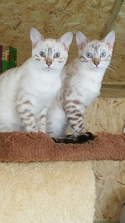 Katie and Sadie ( KK and SaSa)