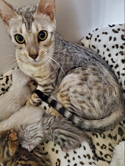 Isabellsa (Izzy)
