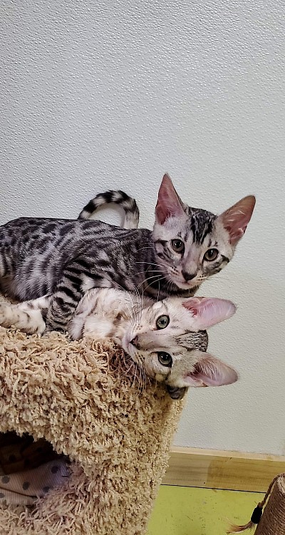 Bells and Isabells