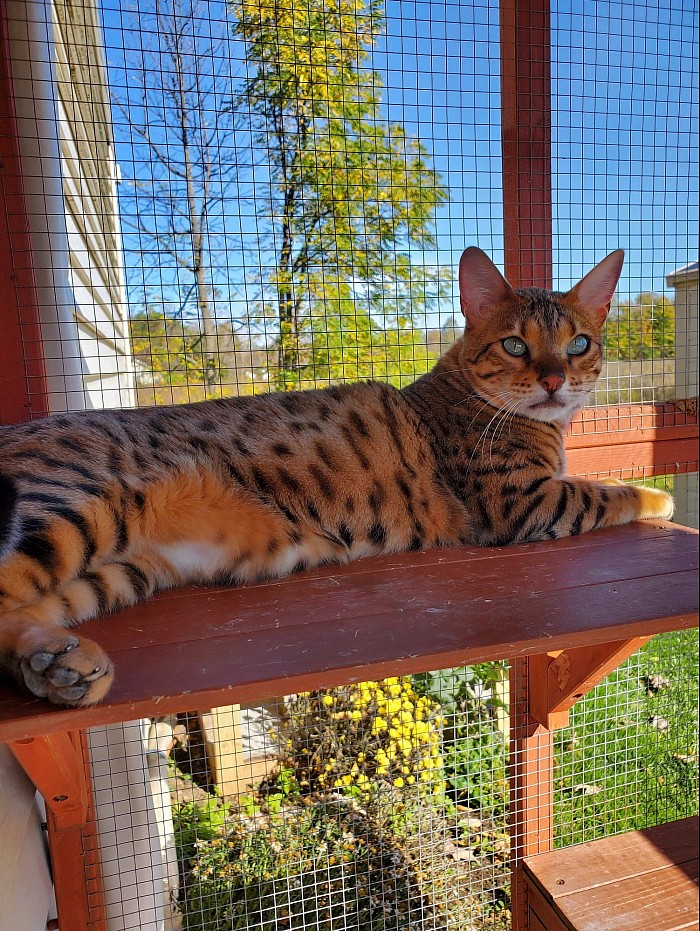 Mika is one of our Retired Queens and she also is the Den Mother
