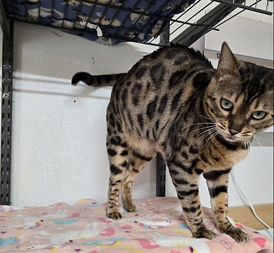 Mitlida charcoal bengal