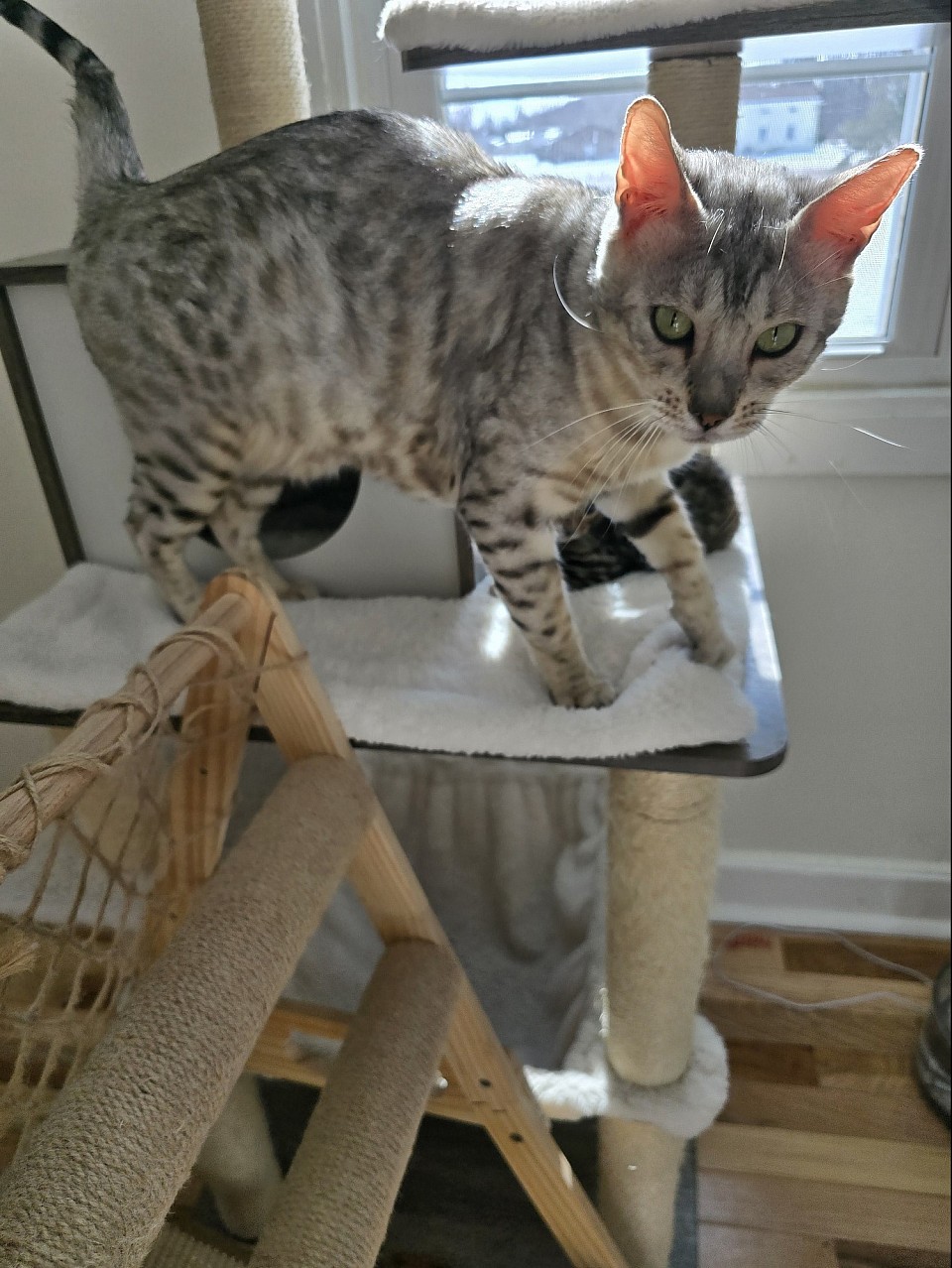 Isabella