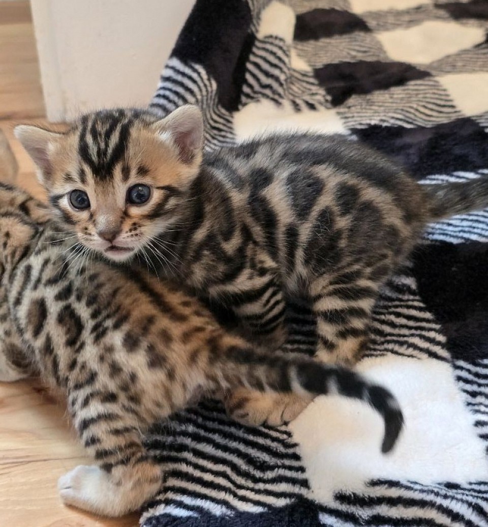 Our kittens