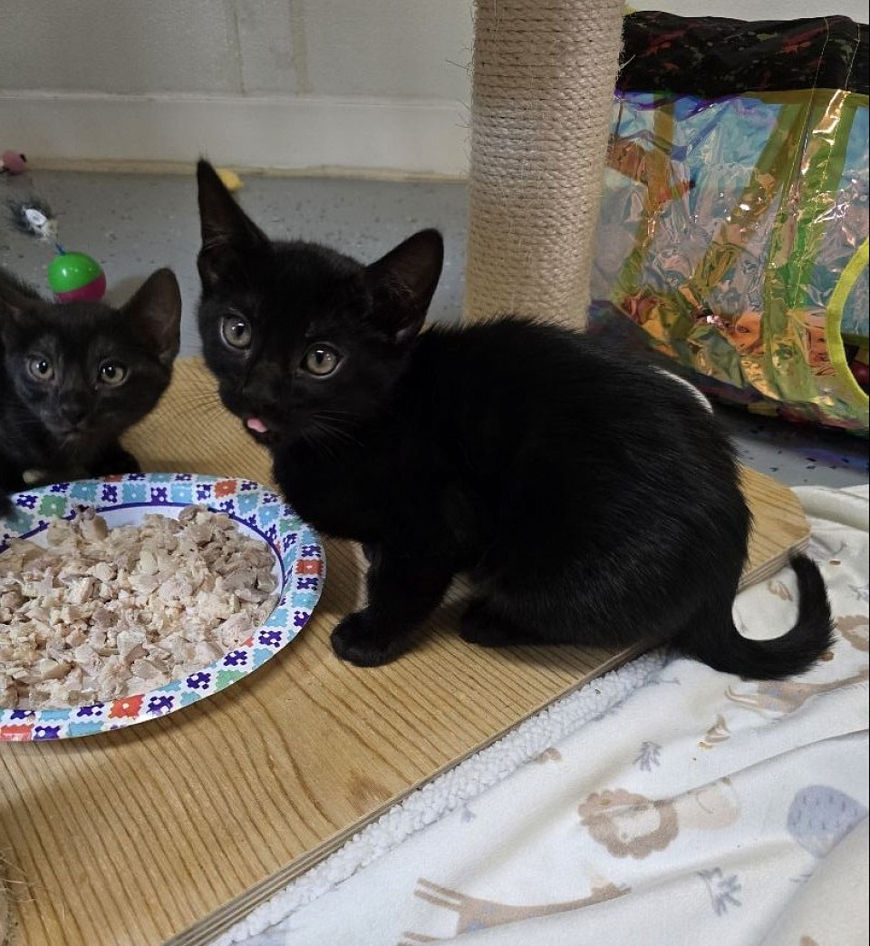 Melanistic bengal kitten