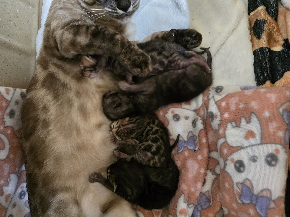 Babies have arrived 🐆🐆🐆🐆🐆