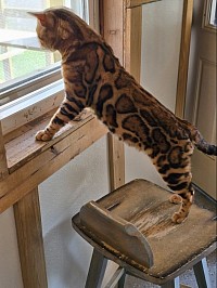 Daddy to Rosita babies