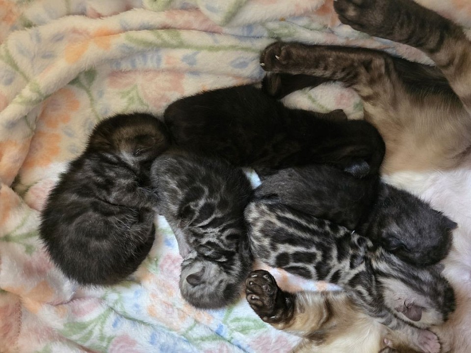 New litter