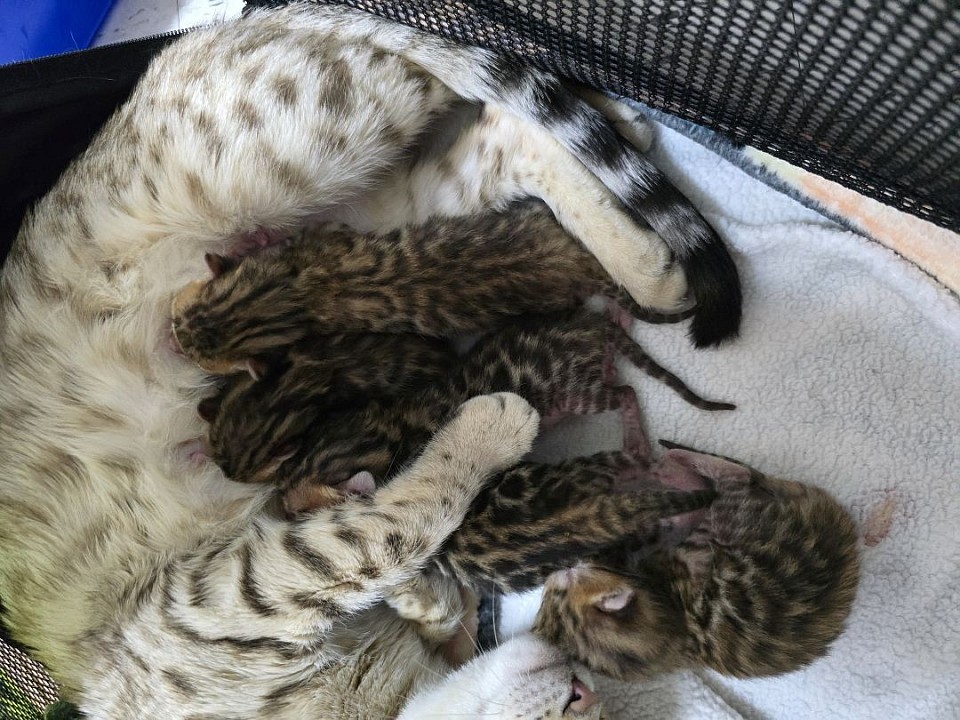 New litter