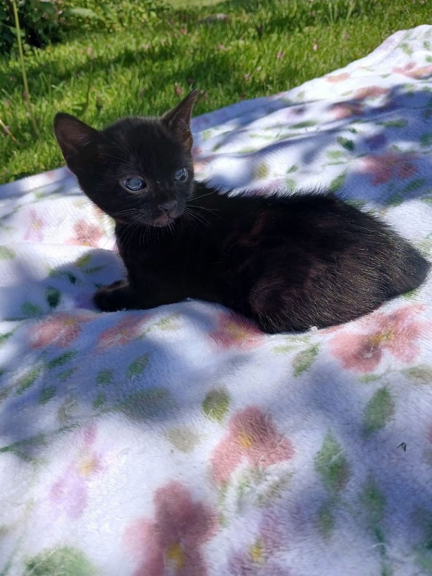 Melanistic bengal female