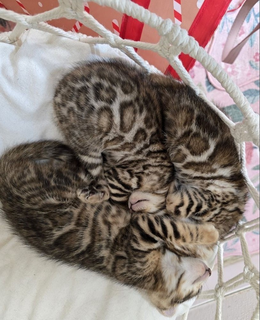 Kittens will.be ready to leave in September